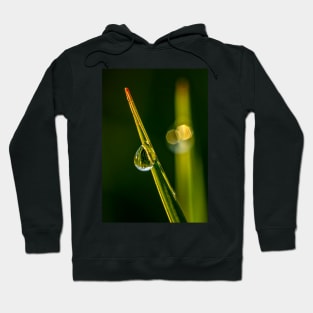 Water Bead on a Blade of Grass Hoodie